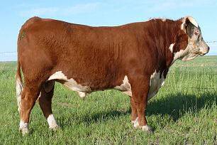 LBH 20J STANMORE 31R