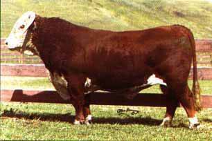 LCI KAHLUA 82H