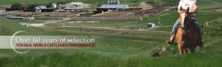 Over 60 years of Hereford breeding and selection.